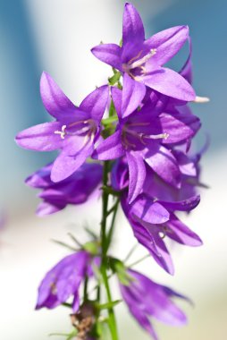 Tiny campanula (or bellflowers) clipart