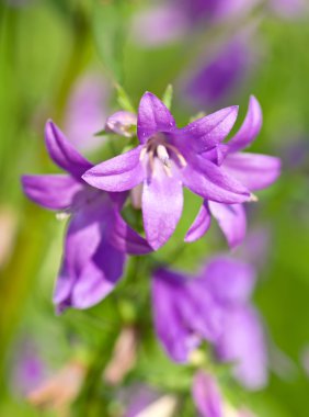 Küçük çan çiçeği (ya da bellflowers)