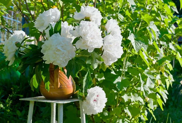 Bouquet of white peonies — Stock Photo, Image