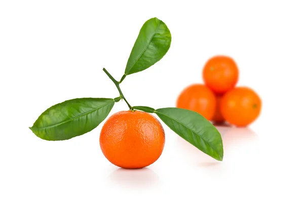 Ώριμα tangerines με φύλλα — Φωτογραφία Αρχείου
