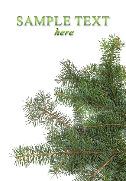 Weihnachtsbaum Äste Grenze — Stockfoto