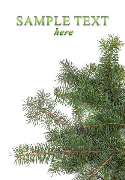 Christmas tree branches border — Stock Photo, Image