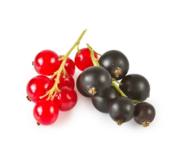Ribes rosso e ribes nero — Foto Stock