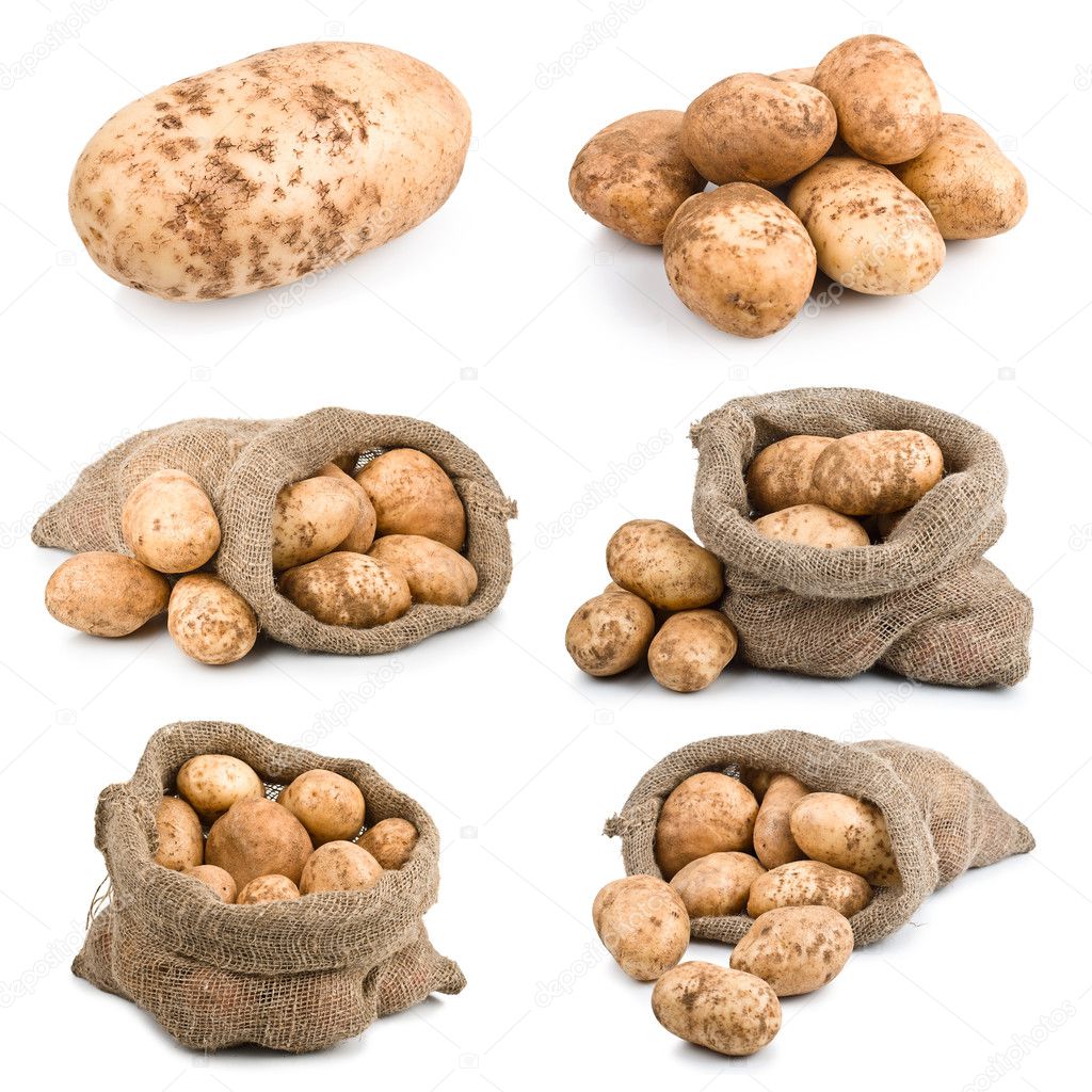 Set of ripe harvest potatoes vegetable in burlap sack