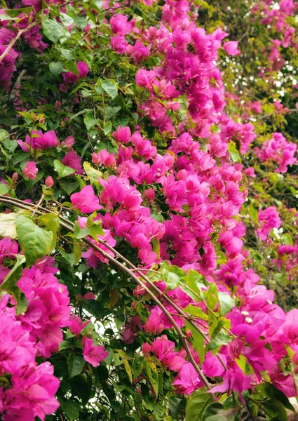 Beautiful pink flowers in the garden — Stock Photo, Image