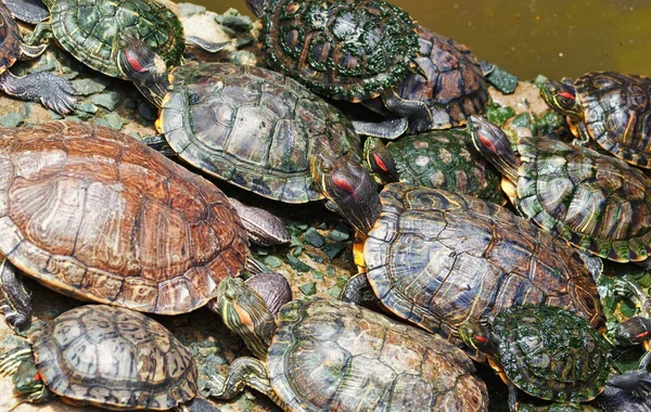 stock image Tortoises crowded together