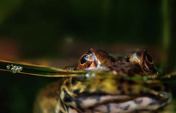 Лягушка или жаба в воде — стоковое фото