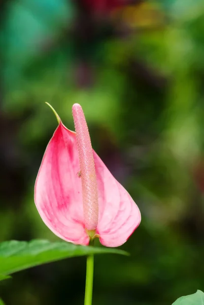 Rózsaszín arum lily — Stock Fotó