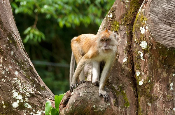 Mono macaco en árbol —  Fotos de Stock