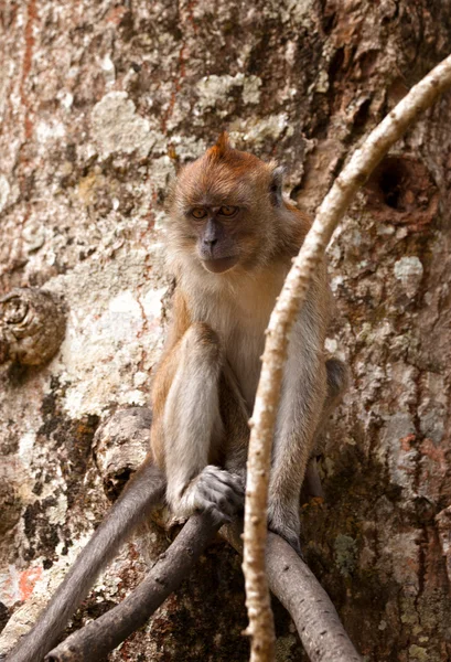 Makaak monkey in boom — Stockfoto