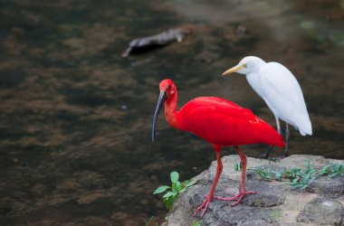 Red ibis and cattle egret birds clipart