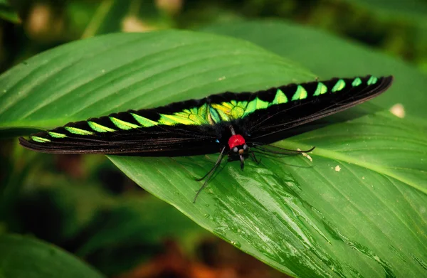 Birdwing motyl — Zdjęcie stockowe