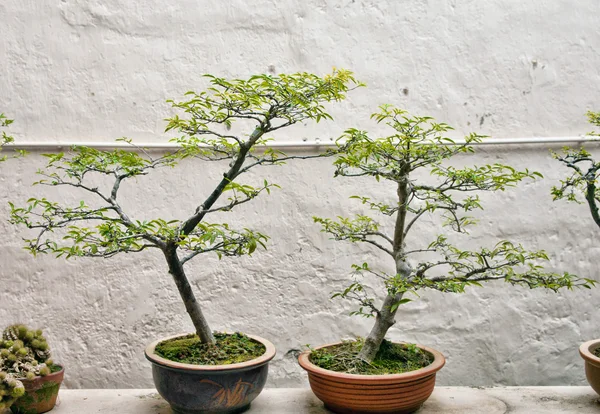 stock image Bonsai trees