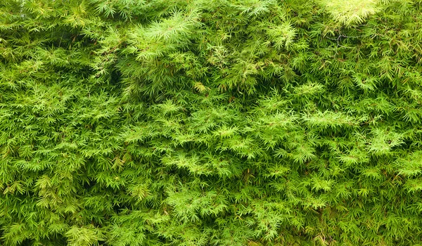 Hedge verde textura de fundo — Fotografia de Stock