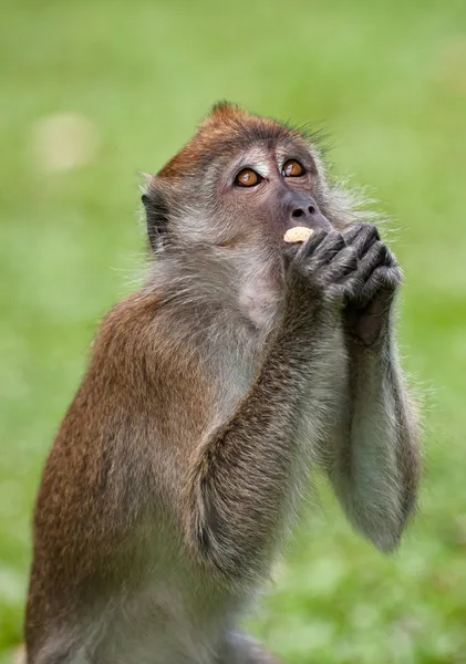 Singe macaque — Photo