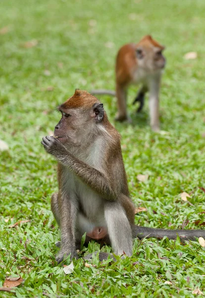 Mono macaco —  Fotos de Stock