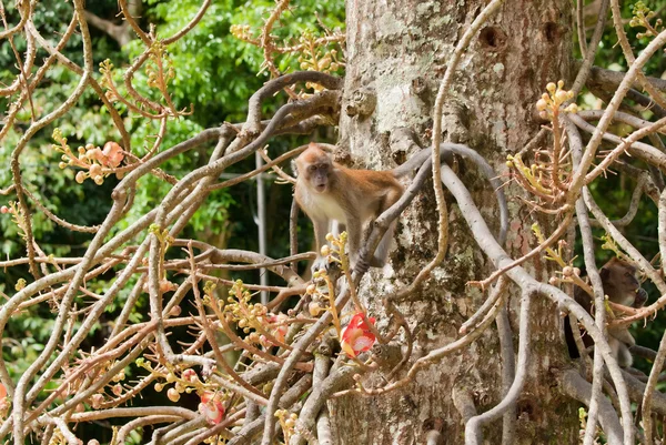 Makak opice — Stock fotografie