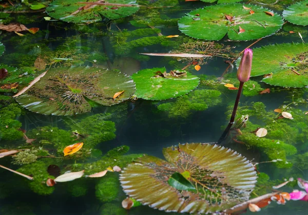 Lilypads 在池塘中 — 图库照片