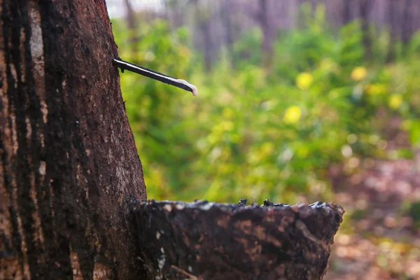 stock image Bowl collecting from rubber trees