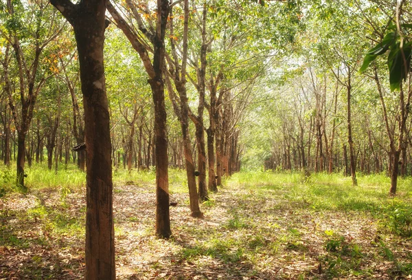 Plantation d'arbres en caoutchouc — Photo