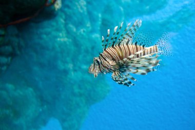 Lion fish clipart