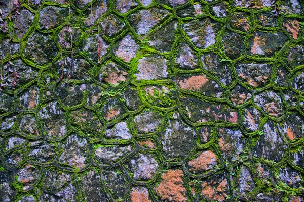 Zelený mech zeď — Stock fotografie