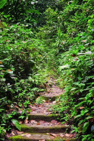 Orman yolu — Stok fotoğraf