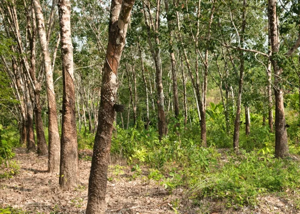 橡胶树人工林 — 图库照片