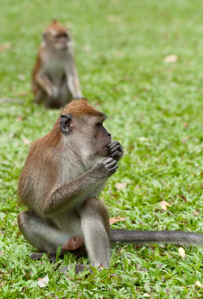 Macaco-macaco — Fotografia de Stock