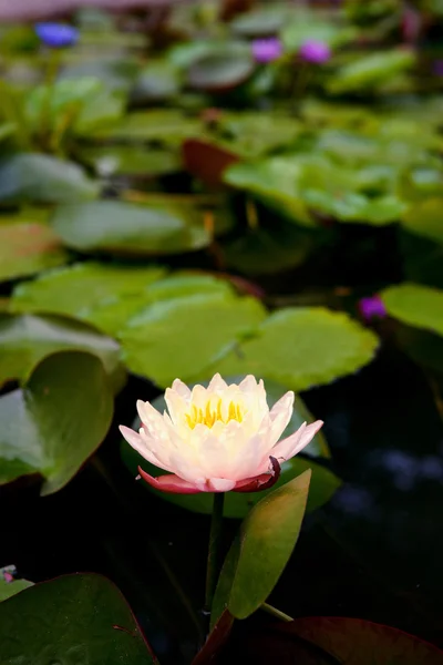 池の睡蓮 — ストック写真