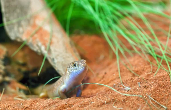 Egernia atriata ящірка — стокове фото