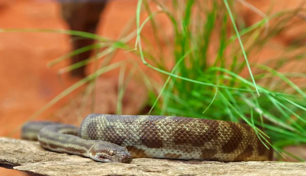 Φίδι Stimsons python — Φωτογραφία Αρχείου