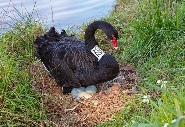 Černá labuť na vejce — Stock fotografie