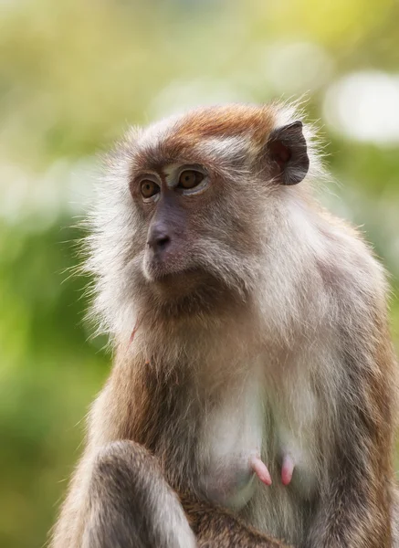 Scimmia di macaco Immagini Stock Royalty Free
