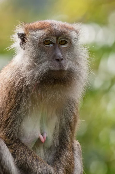 Makak maymunu Telifsiz Stok Fotoğraflar