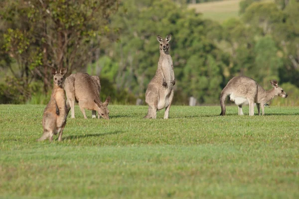 Eastern grey kangaroos — Stock Photo, Image