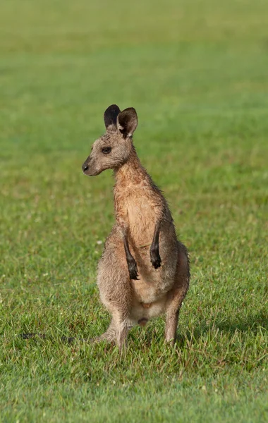 Eastern grey kangaroos — Stock Photo, Image