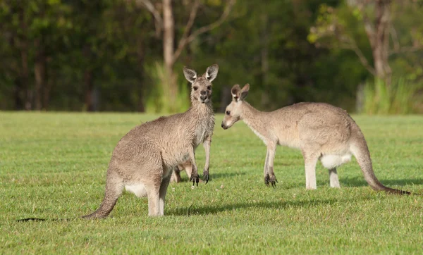 Oostelijke grijze kangoeroes — Stockfoto
