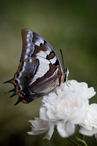Motýl na květu růže — Stock fotografie