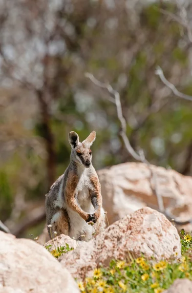 Pé amarelo rocha wallaby — Fotografia de Stock