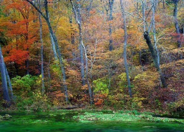 Foglie e alberi autunnali sul fiume — Foto Stock