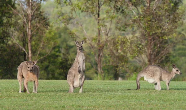 Keleti szürke kenguruk — Stock Fotó