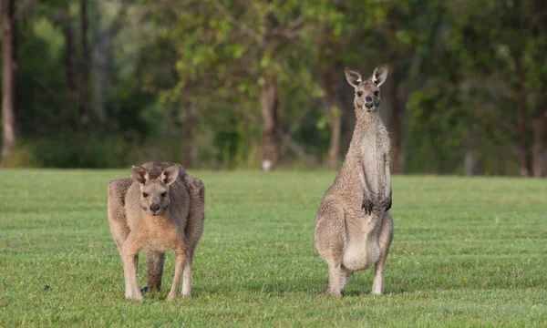 Oostelijke grijze kangoeroes — Stockfoto
