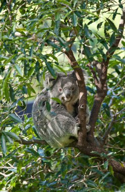 Australian koala in a tree clipart