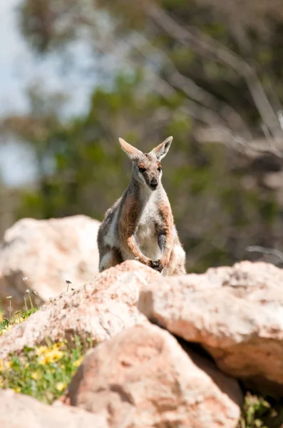 Żółty stąpający rock wallaby — Zdjęcie stockowe