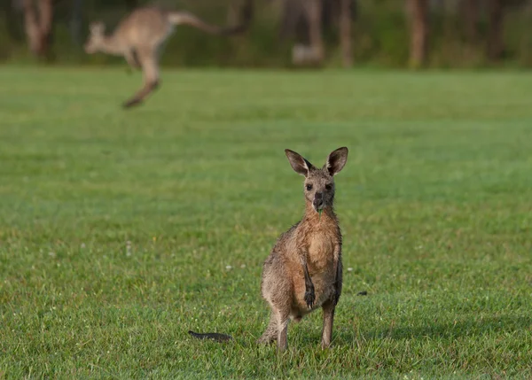 Серый кенгуру — стоковое фото