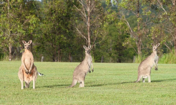 Eastern grey kangaroos — Stock Photo, Image