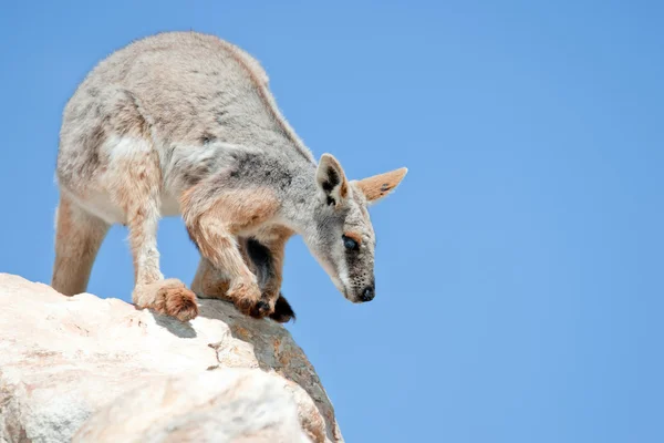 Gulfotad rock wallaby — Stockfoto