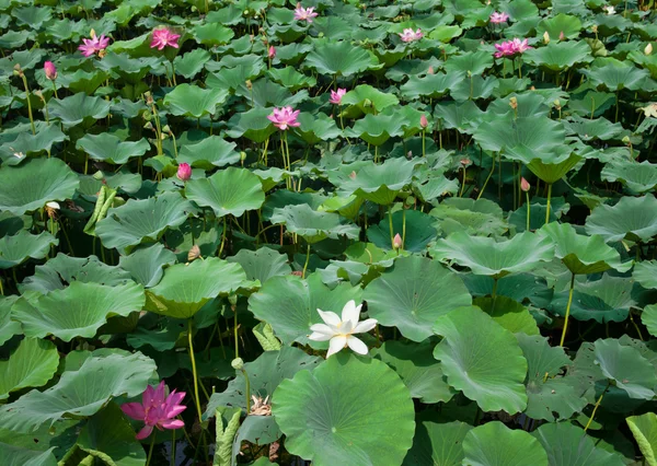 Вода lillies — стокове фото