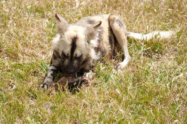 Cabo cão de caça comer carne — Fotografia de Stock